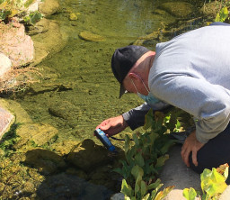 The endangered, native Gila Topminnows at the MCC Red Mountain Campus support the recovery of their species. The population in the college’s cienega reached a level healthy enough to serve as a source to stock other bodies of water throughout the state in Spring 2020.